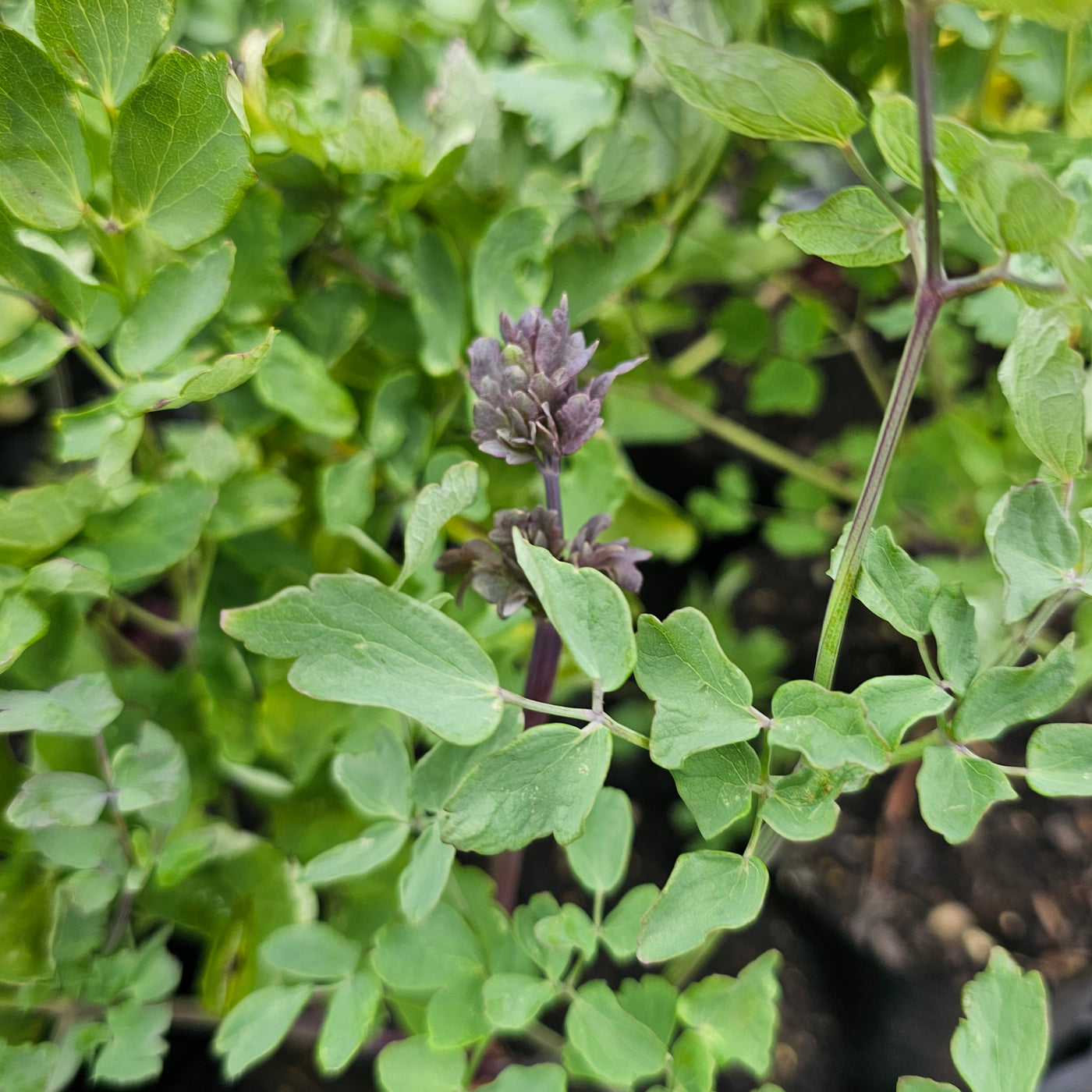 Thalictrum flavum subsp. glaucum