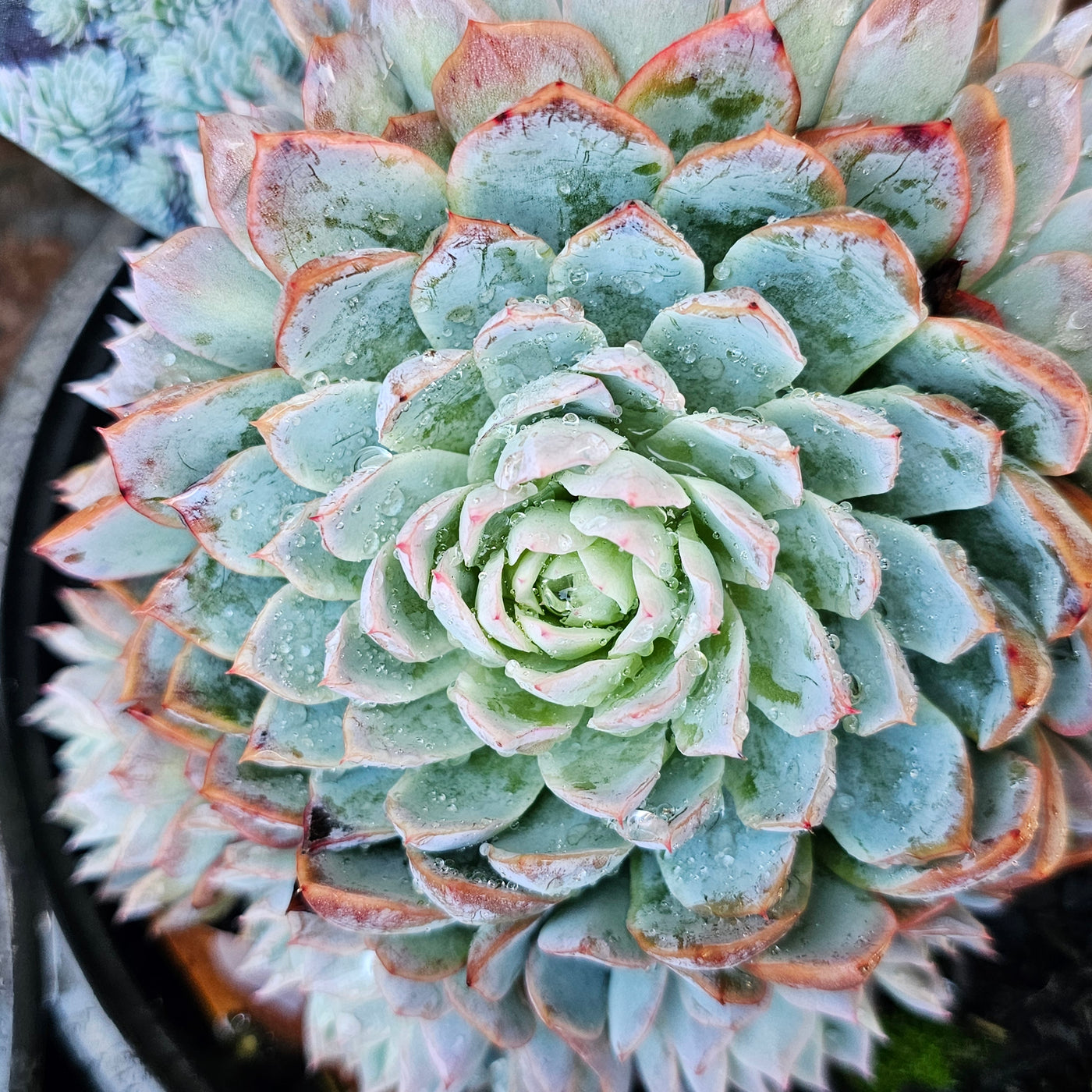 Echeveria | Violet Queen