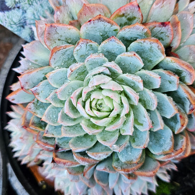 Echeveria | Violet Queen