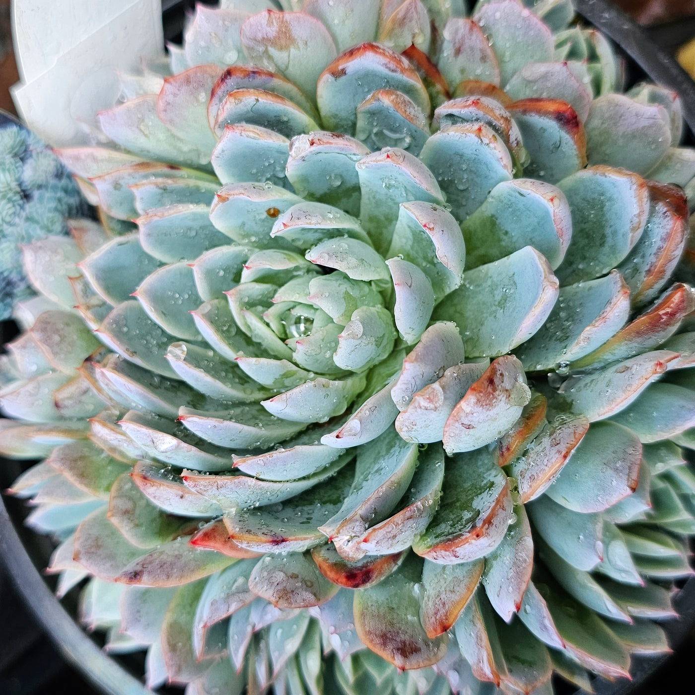 Echeveria | Violet Queen