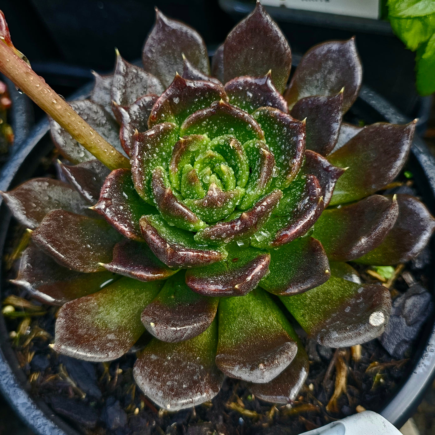 Echeveria affinis | Black Prince