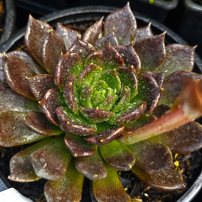 Echeveria affinis | Black Prince