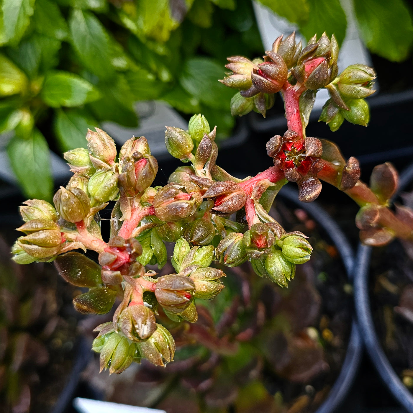 Echeveria affinis | Black Prince