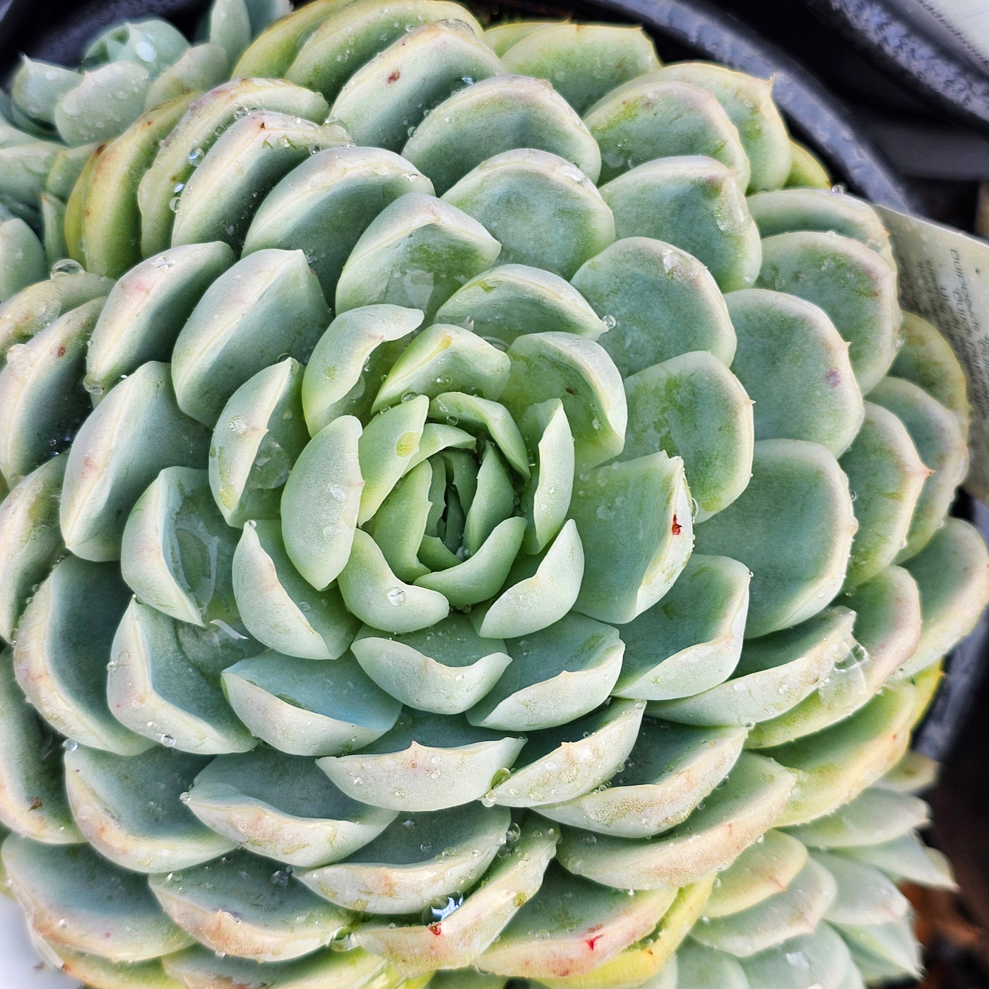 Echeveria elegans