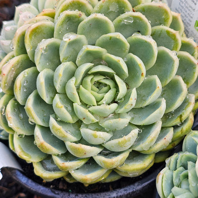 Echeveria elegans