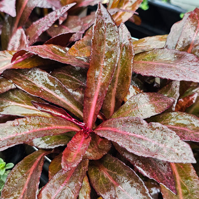 Lobelia cardinalis | Queen Victoria