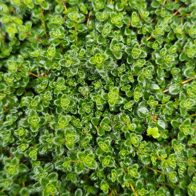 Thymus pseudolanuginosus