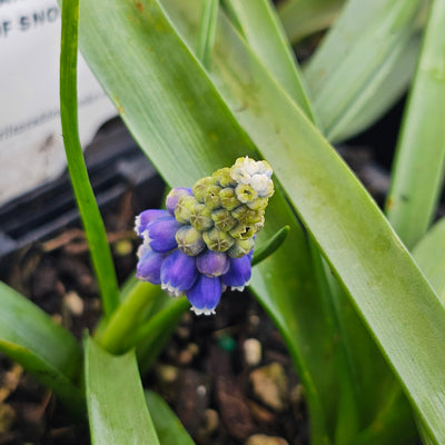 Muscari armeniacum | Touch of Snow