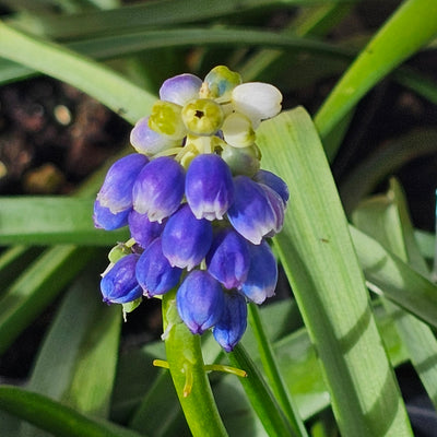 Muscari armeniacum | Touch of Snow