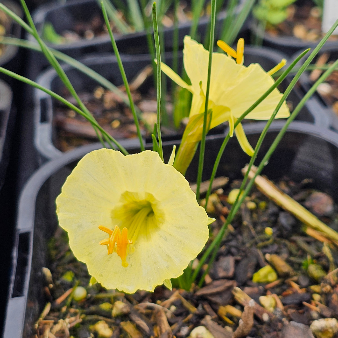 Narcissus bulbocodium | Atlas Gold