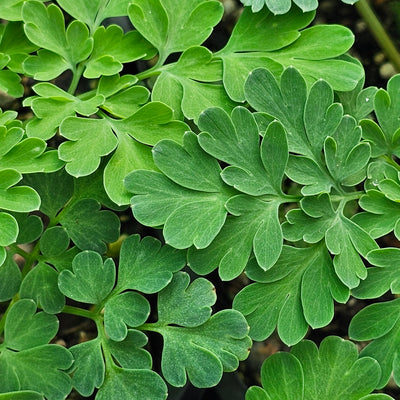 Corydalis lutea