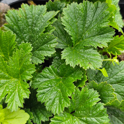 Geum | Fiona's Yellow