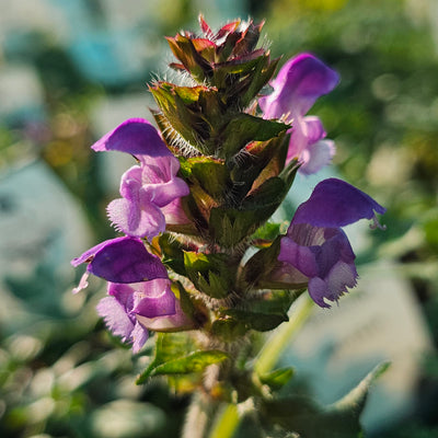 Prunella grandiflora | Bella Blue