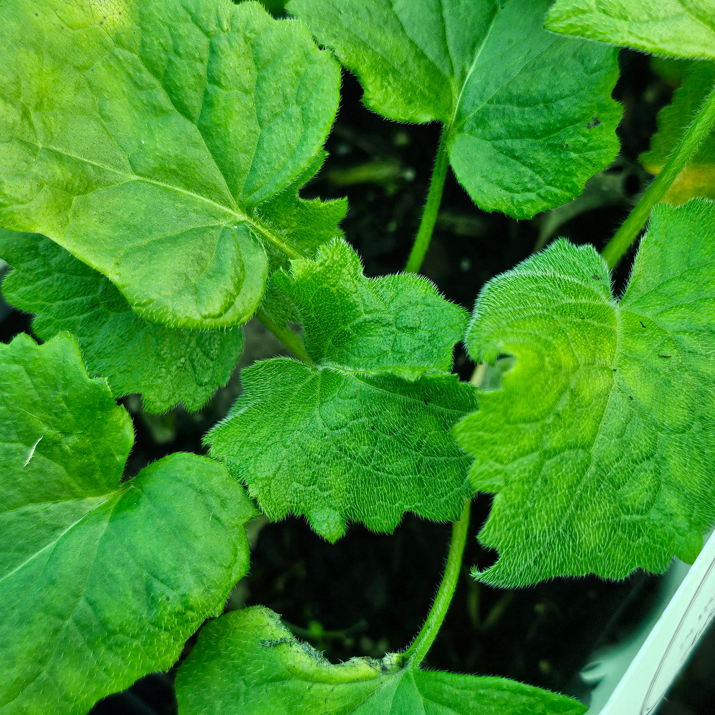 Lunaria annua | Alba