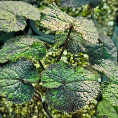 Lunaria annua | Chedglow