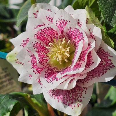 Helleborus x hybridus | White Spotted Double Hybrid | 2.5L