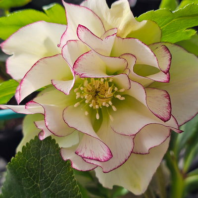 Helleborus x hybridus | White Picotee Double Hybrid | 2.5L