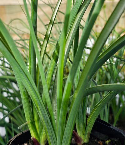 Dutch Iris | Autumn Princess