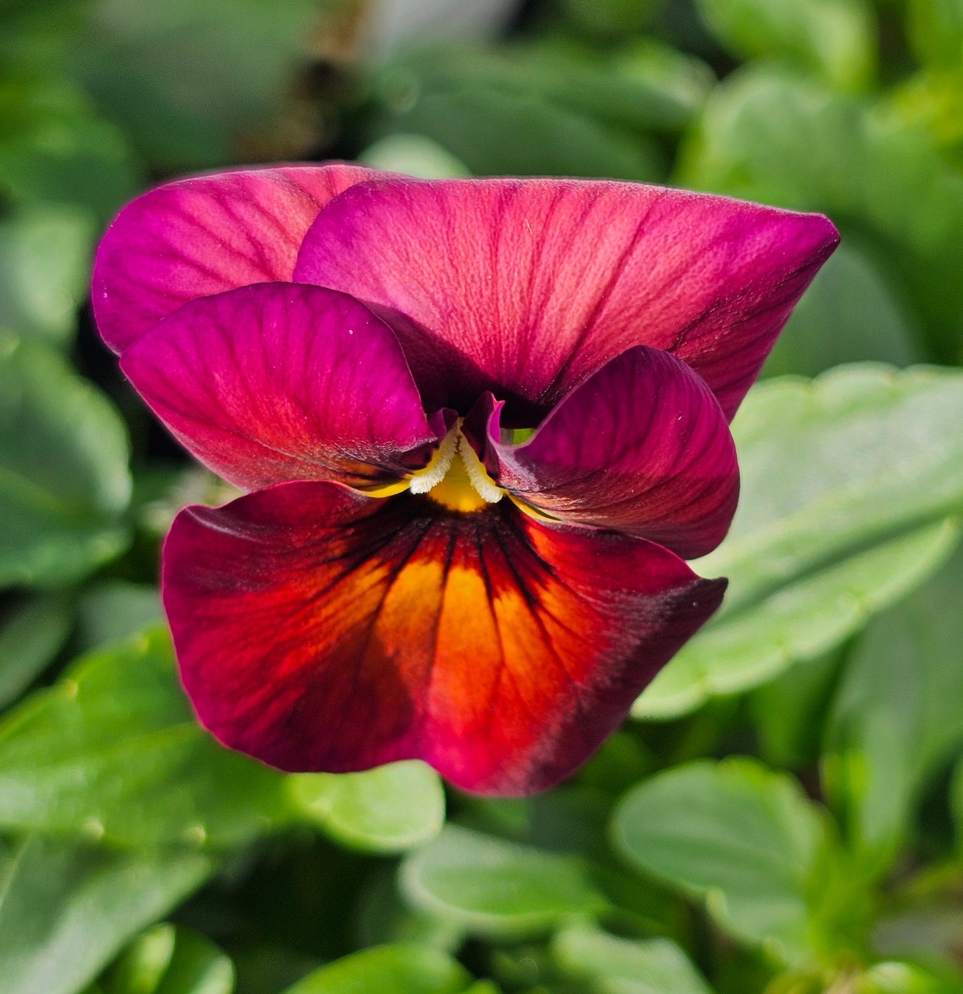 Pansy | Berry Mix