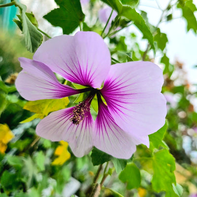 Lavatera maritima | Tree Mallow