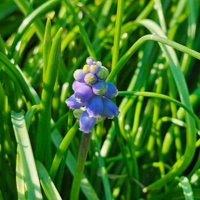 Muscari neglectum | Grape Hyacinth