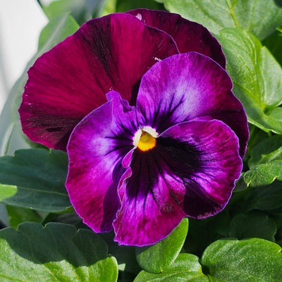 Pansy | Frilled Mix