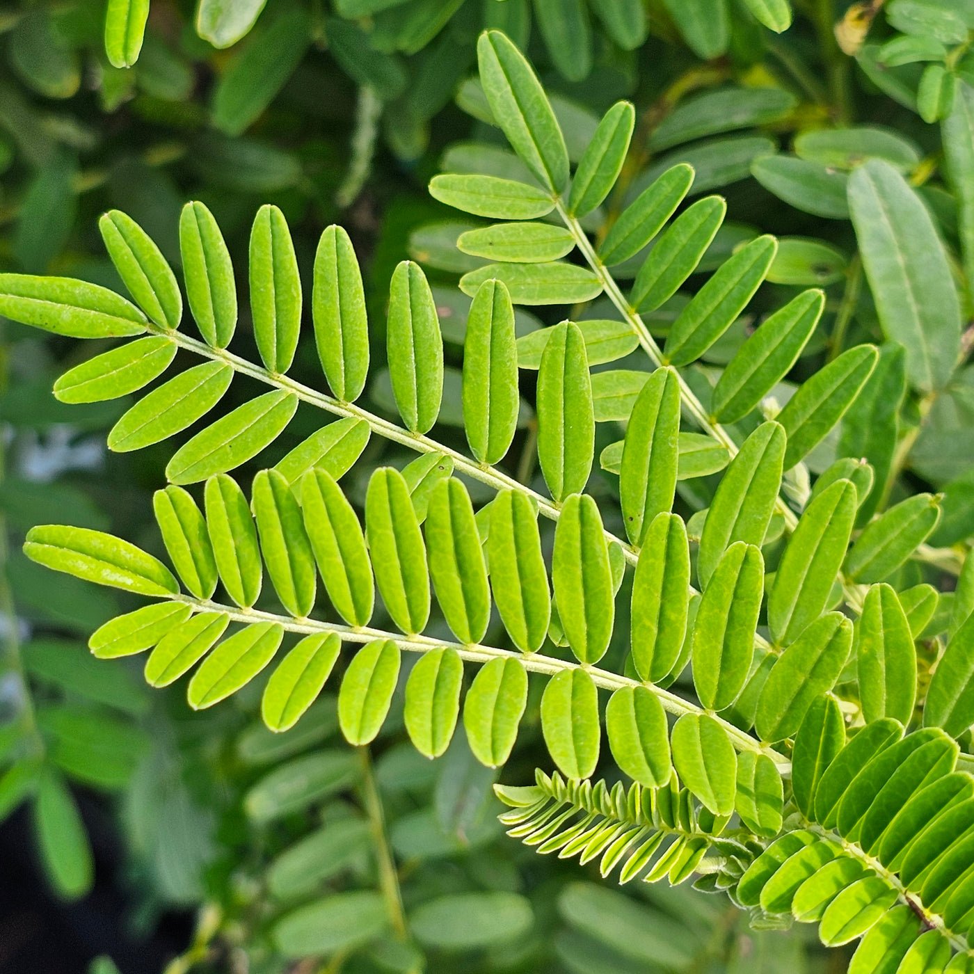 Clianthus puniceus | Albus | White Kakabeak