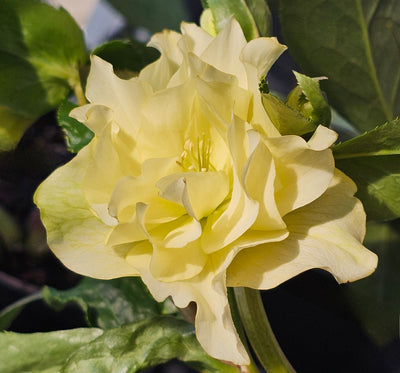 Helleborus x hybridus | Yellow Double Hybrid | 2.5L