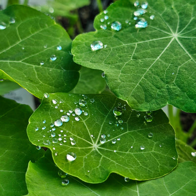 Tropaeolum minus | Nasturtium | Bloody Mary