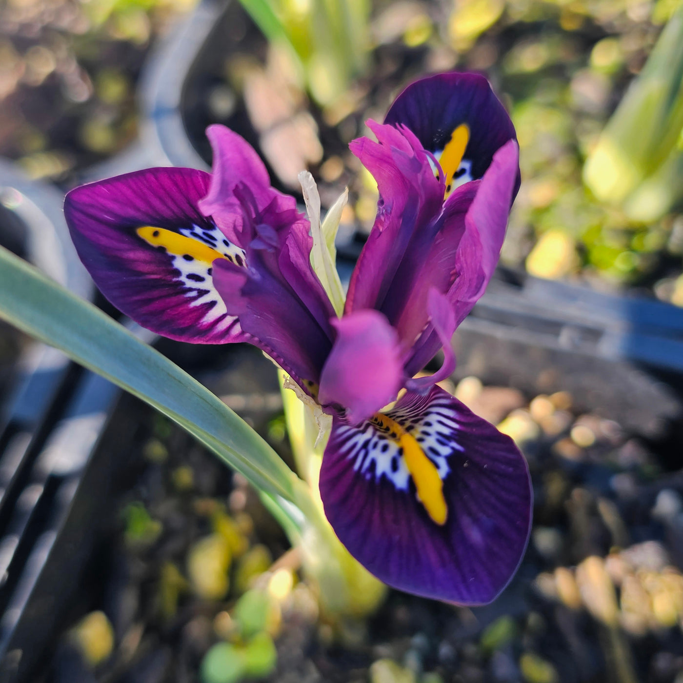 Miniature Iris reticulata | Rejoice