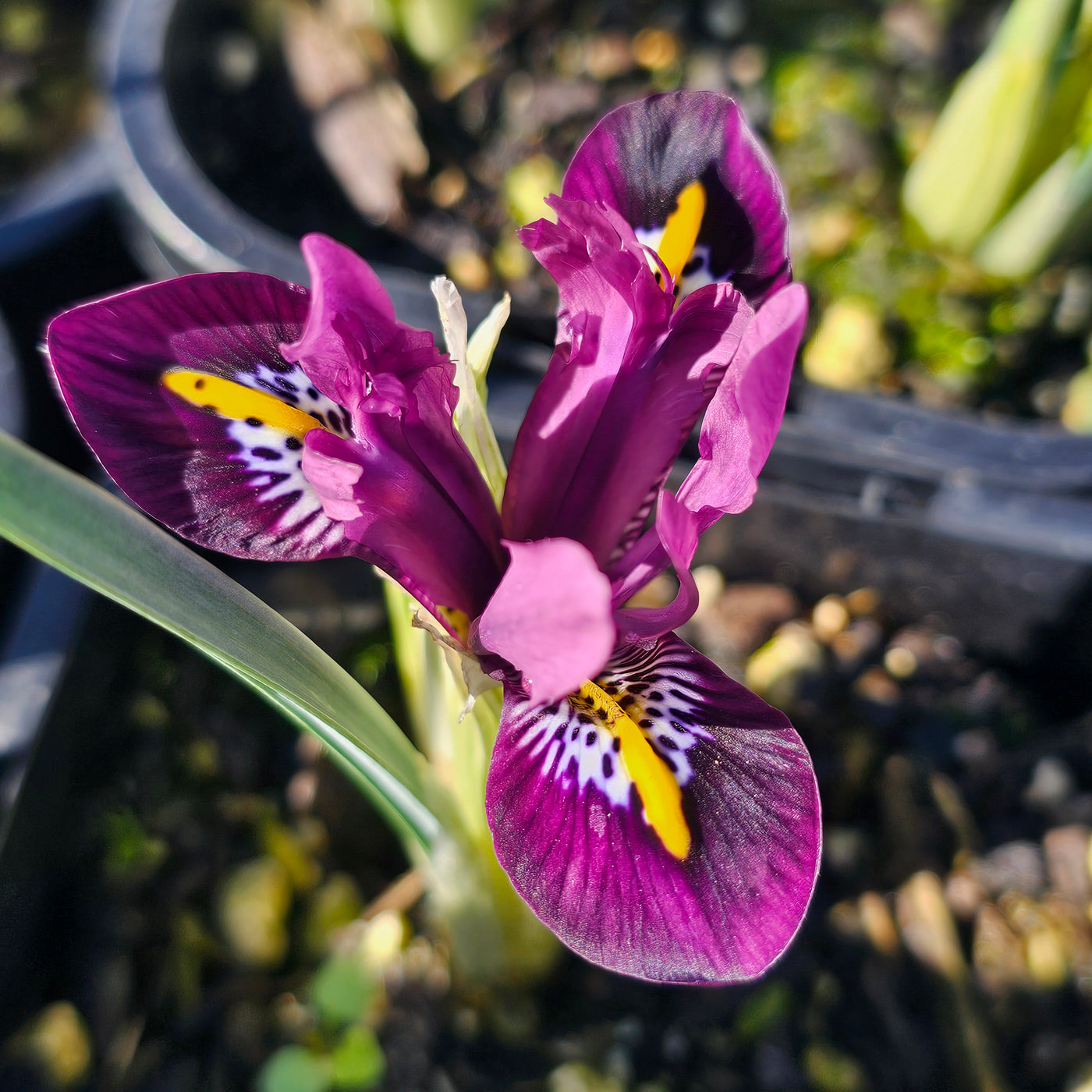 Miniature Iris reticulata | Rejoice