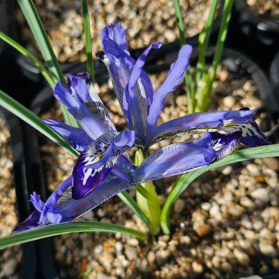 Miniature Iris reticulata | Clairette