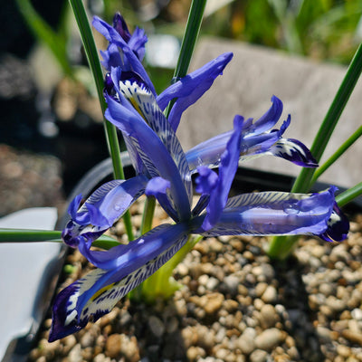 Miniature Iris reticulata | Clairette