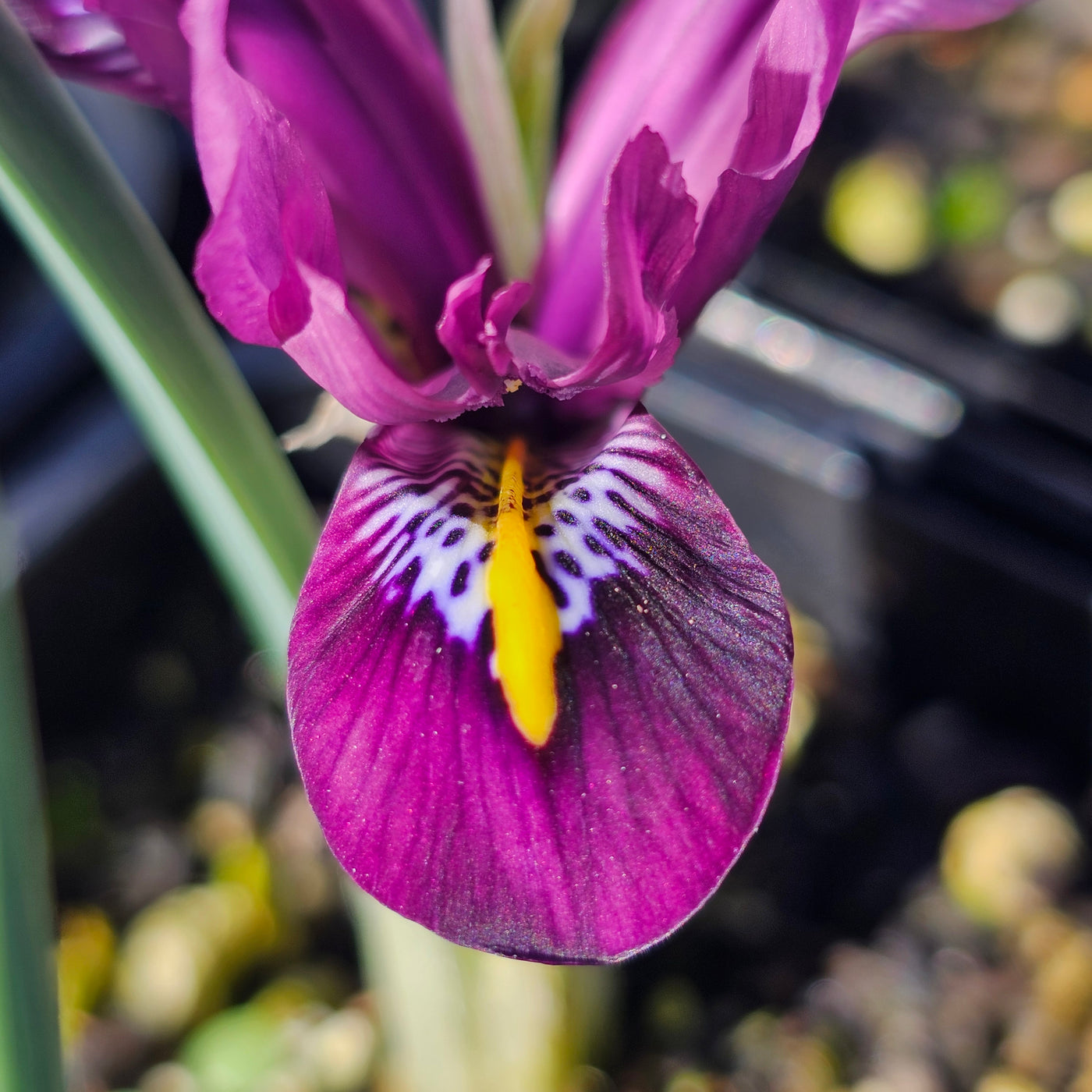 Miniature Iris reticulata | Rejoice