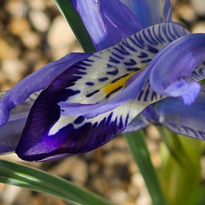 Miniature Iris reticulata | Clairette