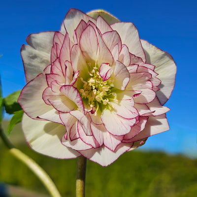 Helleborus x hybridus | White Picotee Double Hybrid | 2.5L