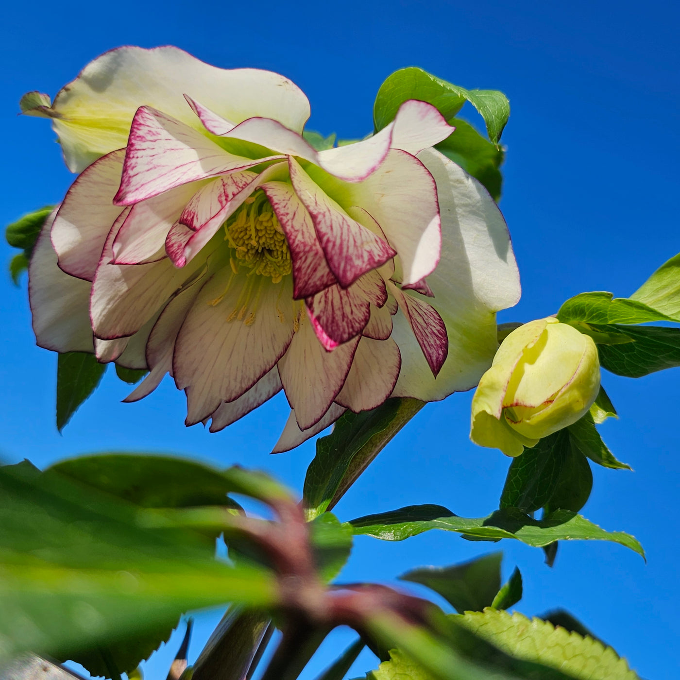 Helleborus x hybridus | White Picotee Double Hybrid | 2.5L