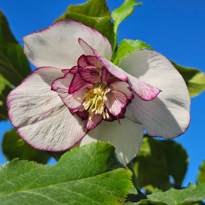 Helleborus x hybridus | Anemone Centered | White Picotee | 2.5L