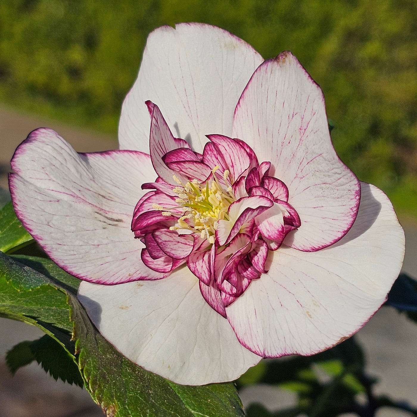 Helleborus x hybridus | Anemone Centered | White Picotee | 2.5L