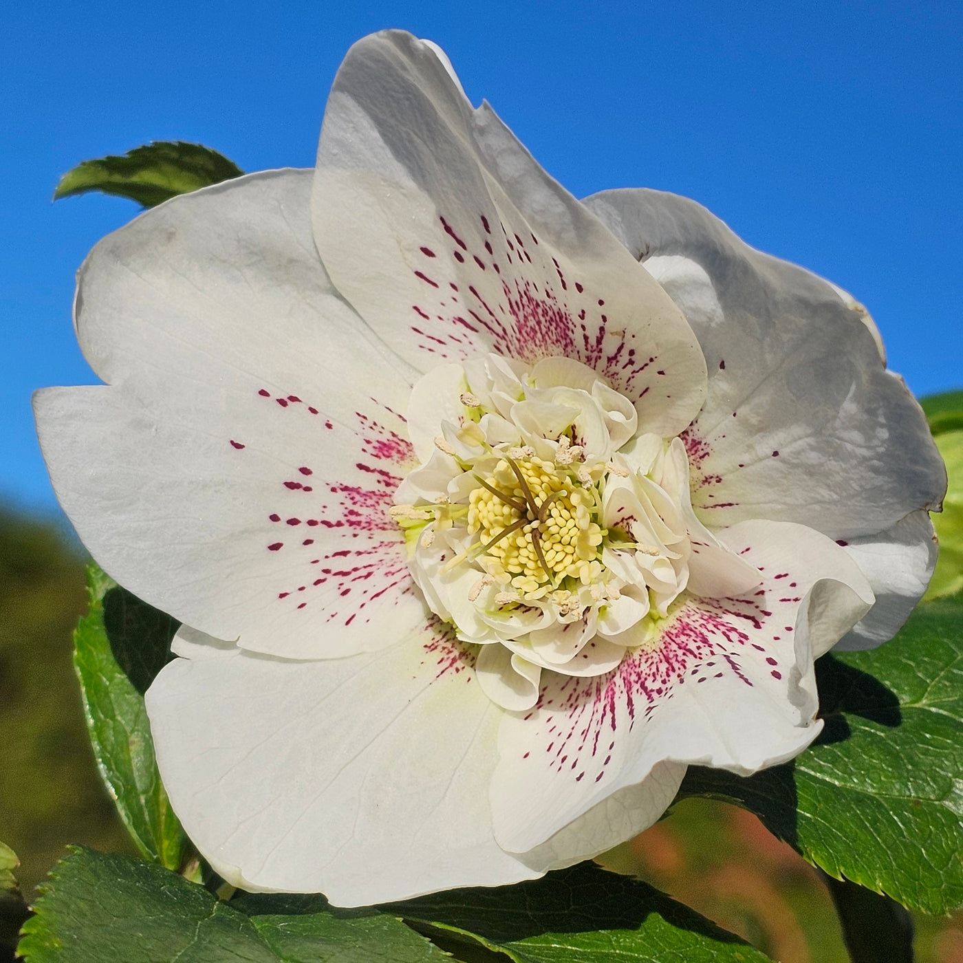 Helleborus x hybridus | Anemone Centered | White Spotted | 2.5L