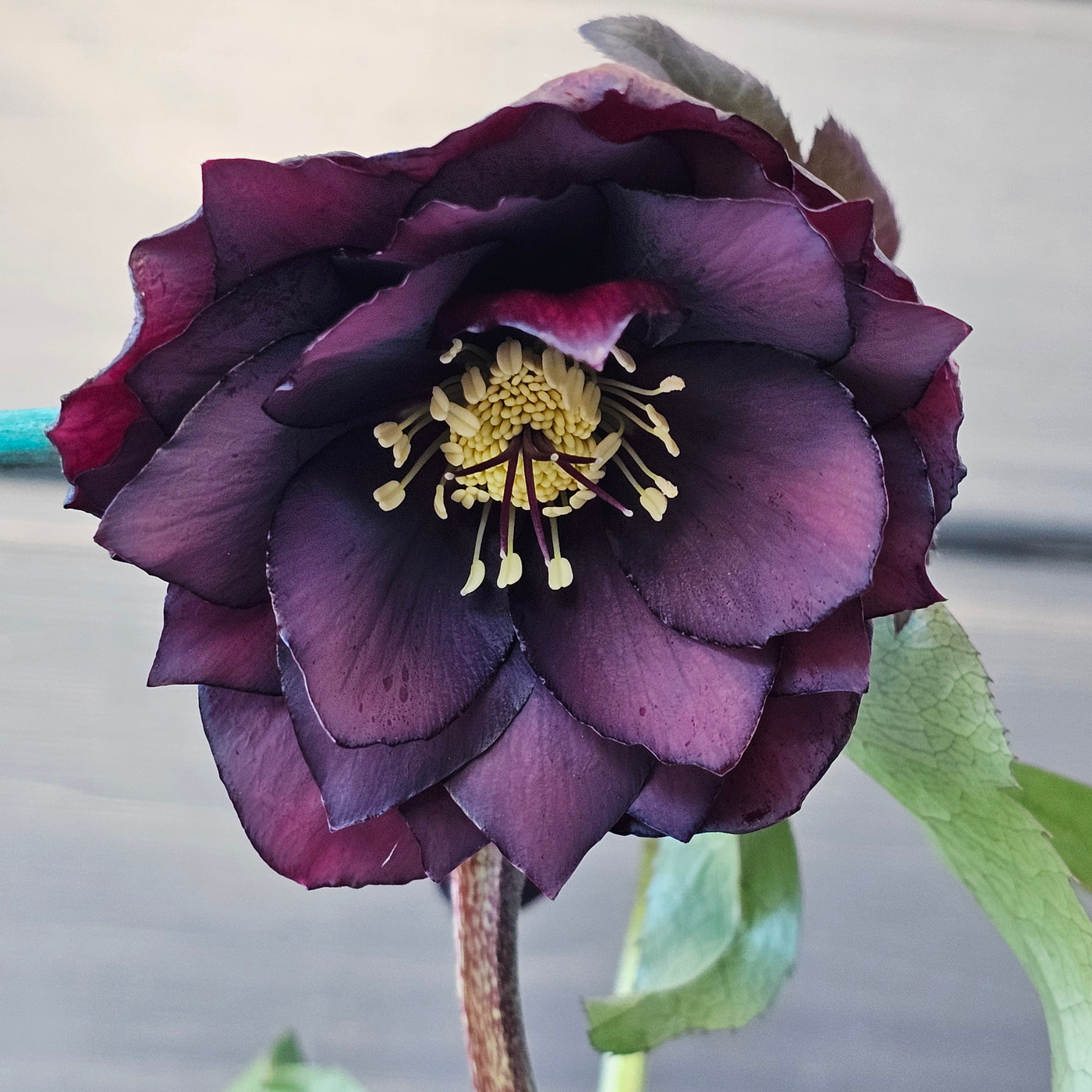 Helleborus x hybridus | Dark Double Hybrid | 2.5L