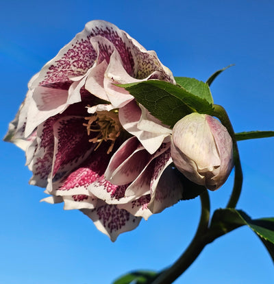 Helleborus x hybridus | White Spotted Double Hybrid | 2.5L