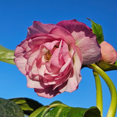 Helleborus x hybridus | Shades of Pink Double Hybrid | 2.5L