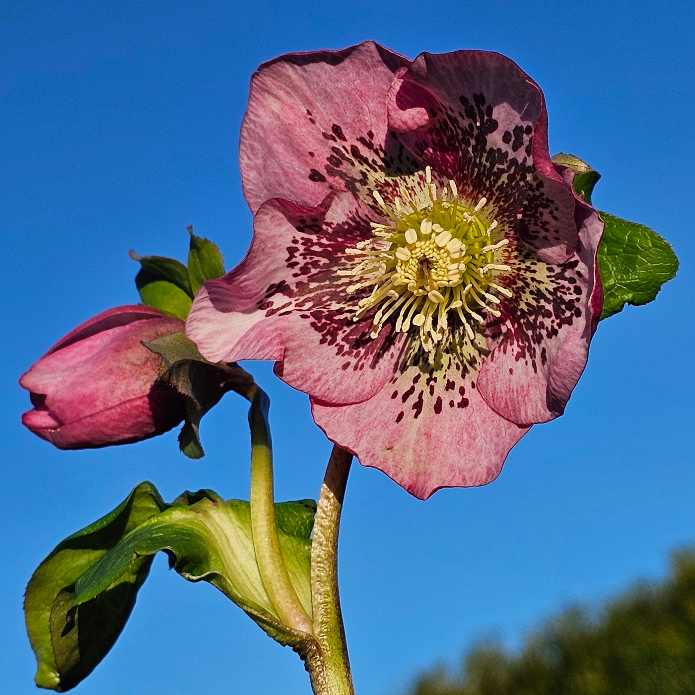 Helleborus x hybridus | Pink Hybrid | 2.5L