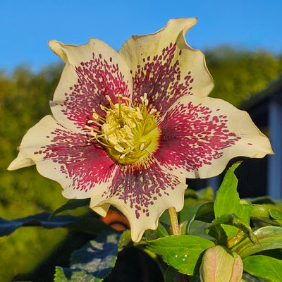 Helleborus x hybridus | Yellow Spotted Hybrid | 2.5L