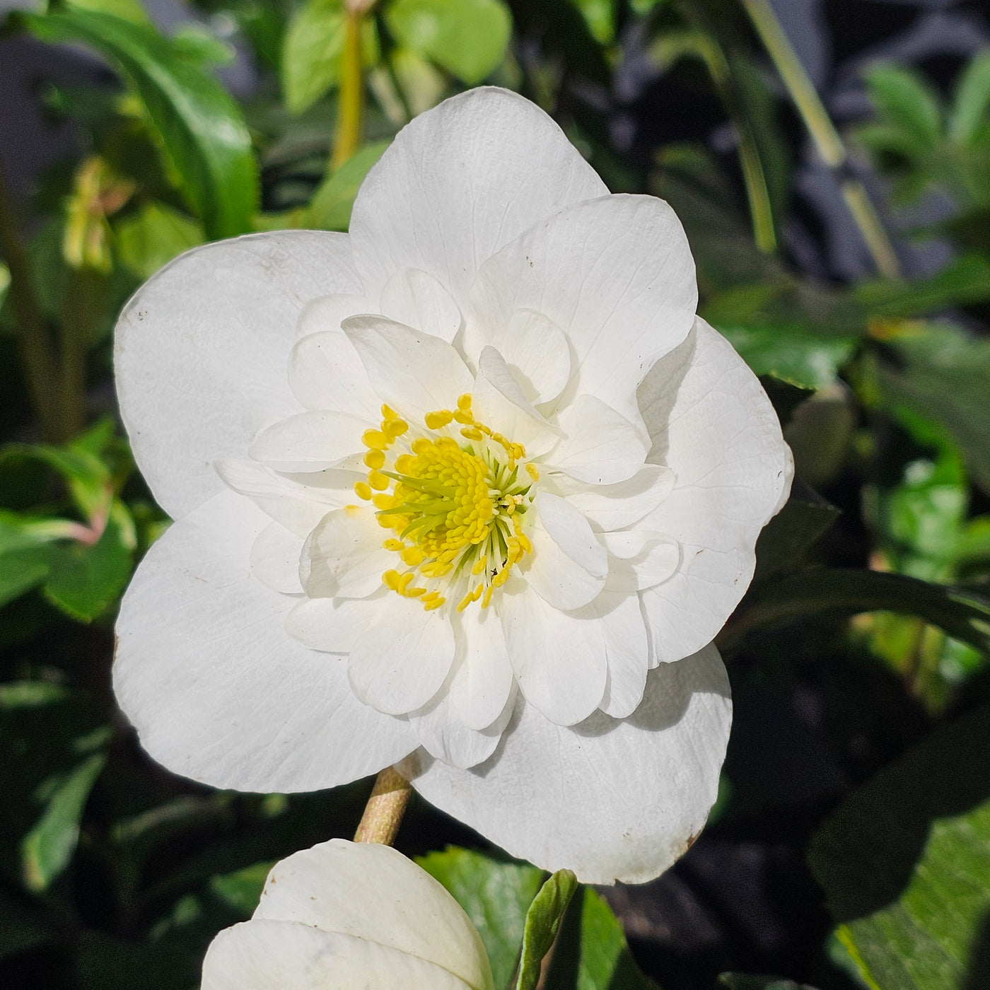 Helleborus niger | Semi-Double White | 2.5L