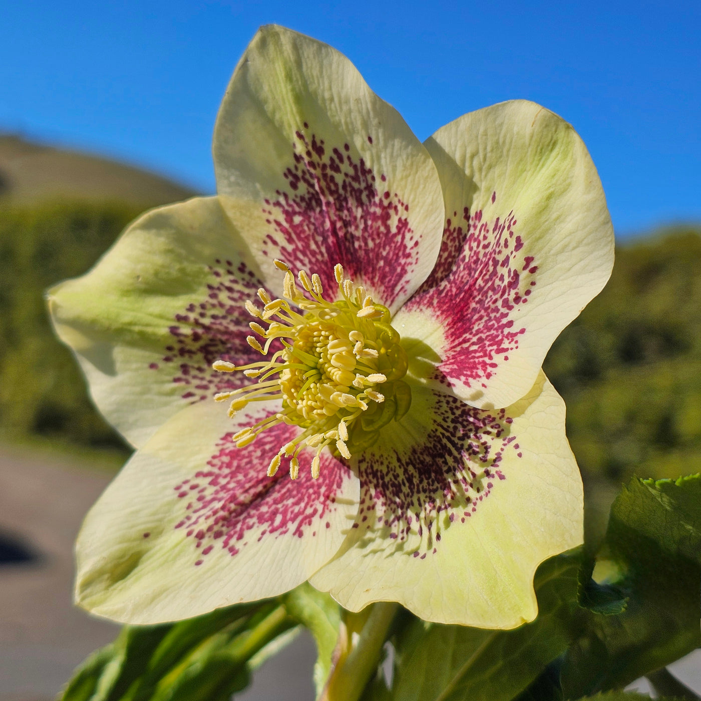 Helleborus x hybridus | Yellow Spotted Hybrid | 2.5L