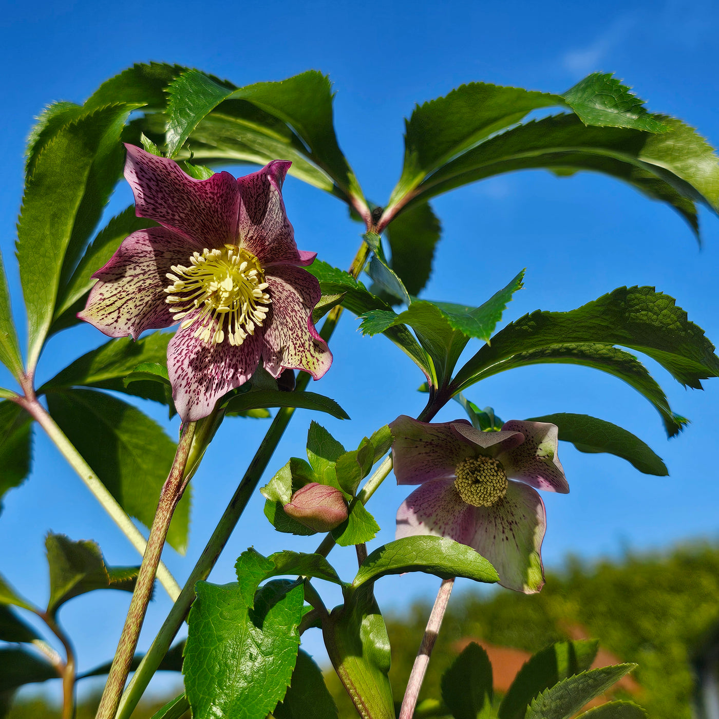 Helleborus English Thoroughbred Series | Hellebore | Winter Rose