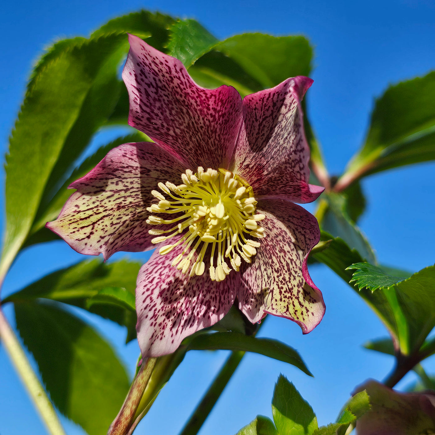 Helleborus English Thoroughbred Series | Hellebore | Winter Rose