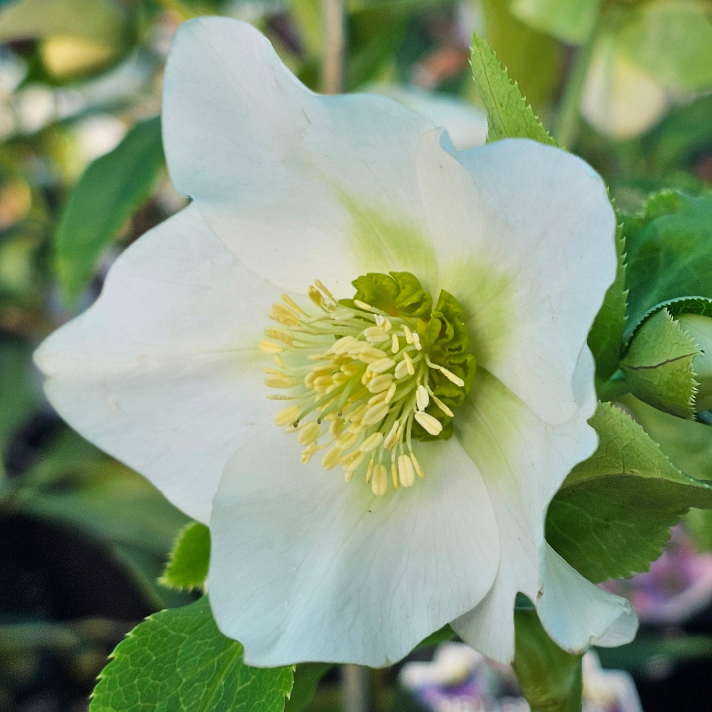 Helleborus x hybridus | White Hybrid | 2.5L